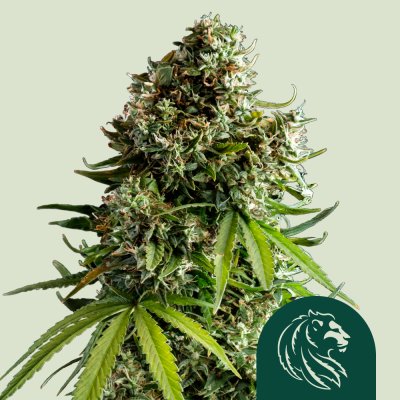 NYC Sour D'Auto