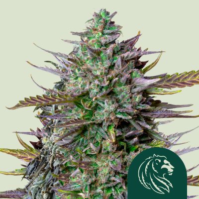 GOAT'lato Auto