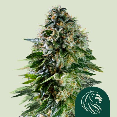 Corkscrew Auto