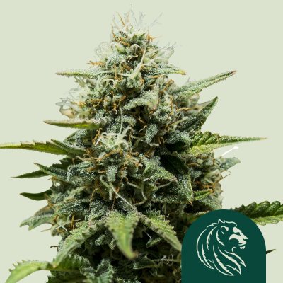 Fat Banana Auto