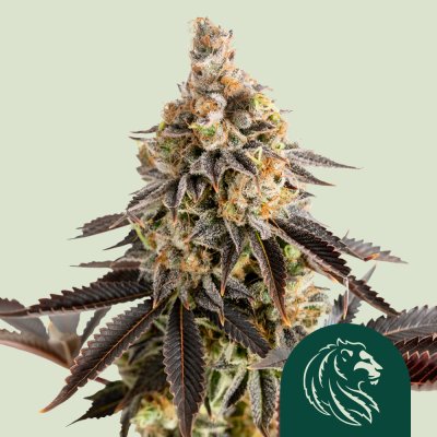 Cookies Gelato Auto
