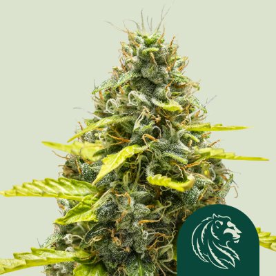 Royal Runtz Auto