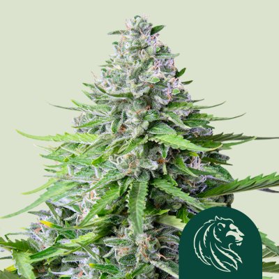 Royal Cookies Auto