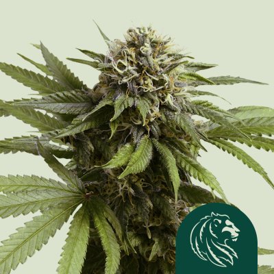 Apple Fritter Auto