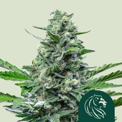 Royal Critical Auto