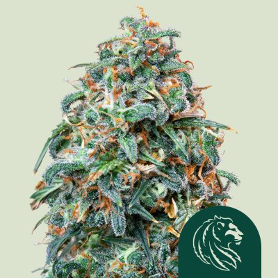 Sherbet Queen Auto