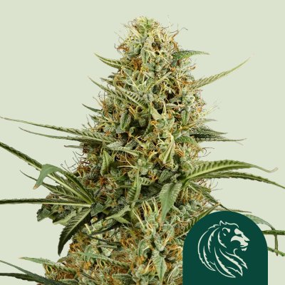 HulkBerry Auto