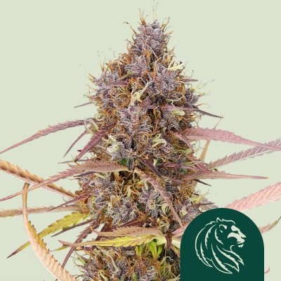 Purple Queen Auto