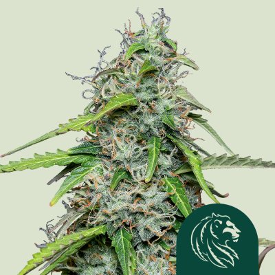 Royal Gorilla Auto