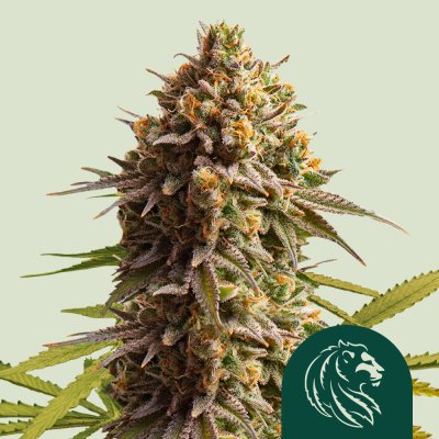 Wedding Cake Auto
