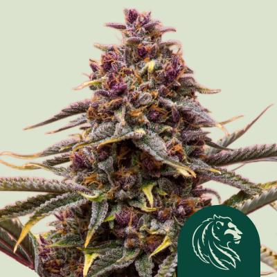 Pink Mist Auto