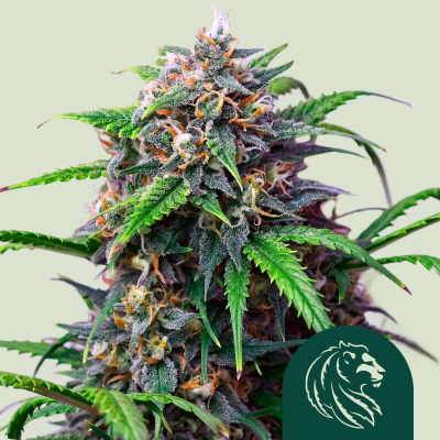 Purple Lemonade Auto
