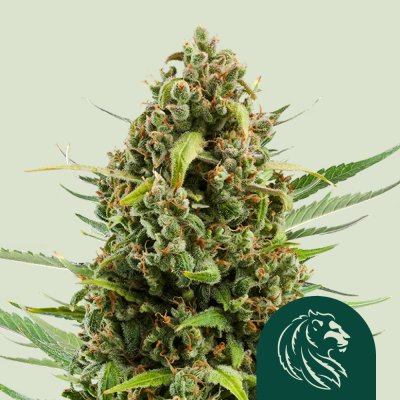 Diesel Auto
