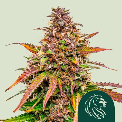 Bubble Kush Auto