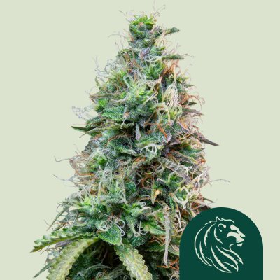 Amnesia Haze Auto