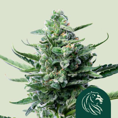 Royal Jack Auto