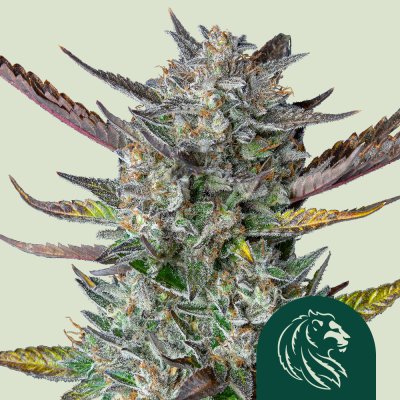 Purple Punch Auto