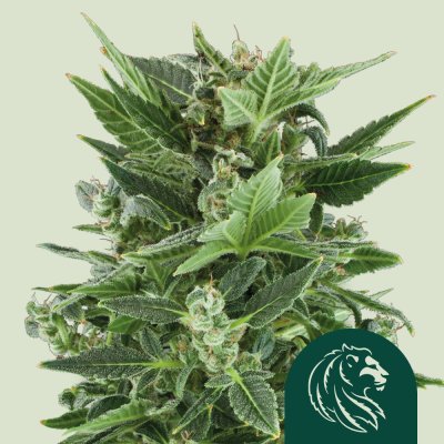 Royal Kush Auto