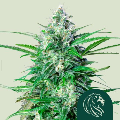 Royal AK Auto