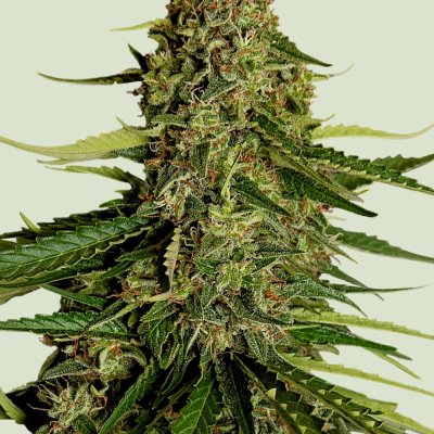 Gaia F1