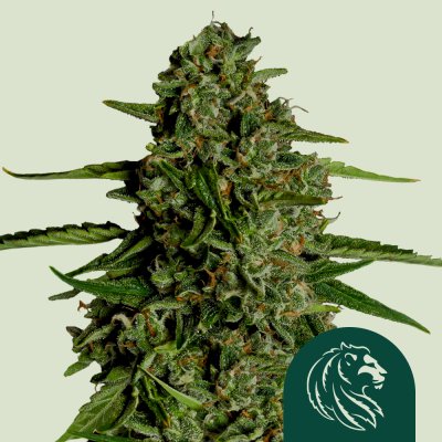 Medusa F1