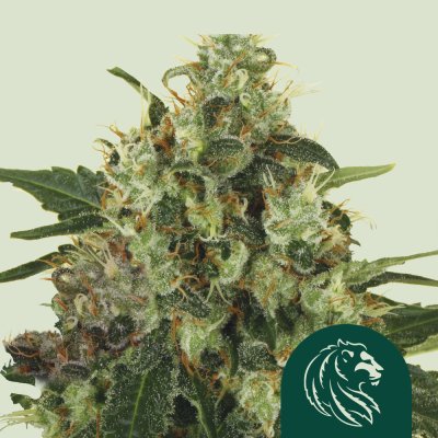 Medical Mass