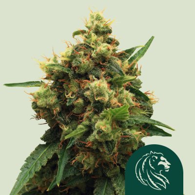 Painkiller CBD