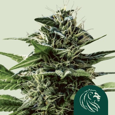 Tatanka Pure CBD