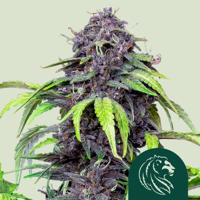 Purplematic CBD
