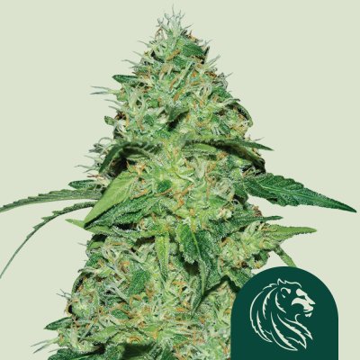 Joanne's CBD