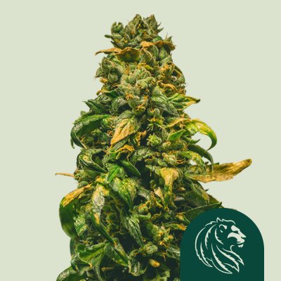 Solomatic CBD