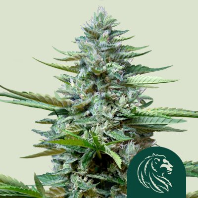 Stress Killer Automatic CBD