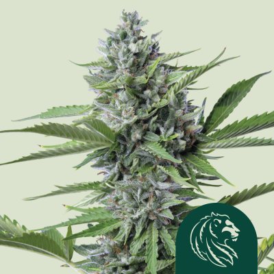 Fast Eddy Automatic CBD