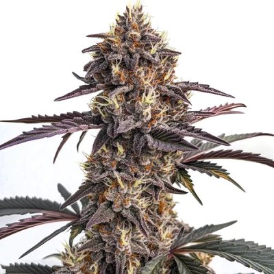 Moonshine Cookies Auto