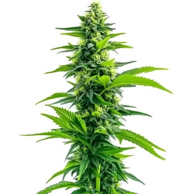 Acapulco Gold