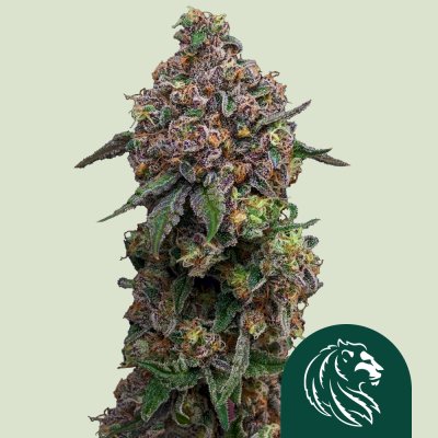 Cosmic Cheddar F1