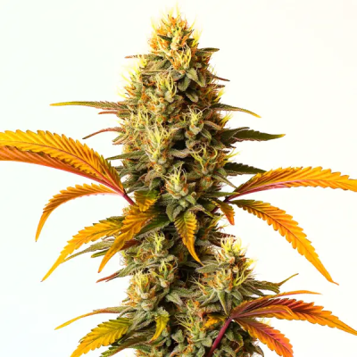 Hellfire OG Auto