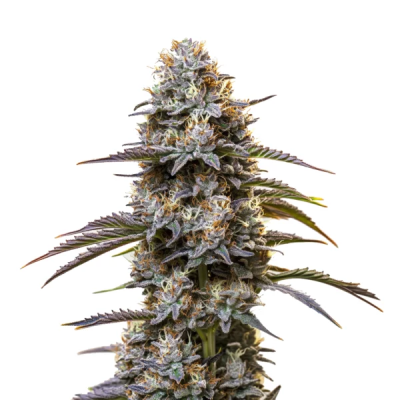 Granddaddy Purple Auto