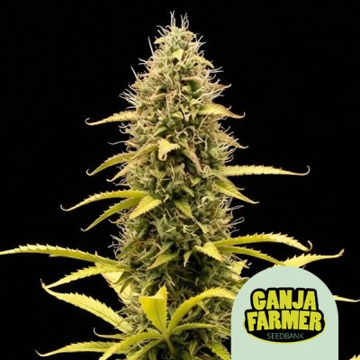 Acapulco Gold
