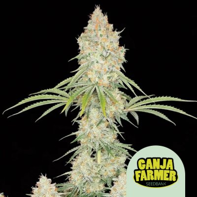 Acapulco Gold Auto