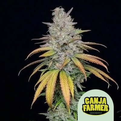 Afghan