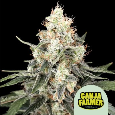 Afghan Auto