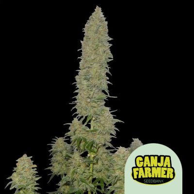Afghani F1 Auto