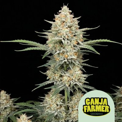 AK 47 Auto