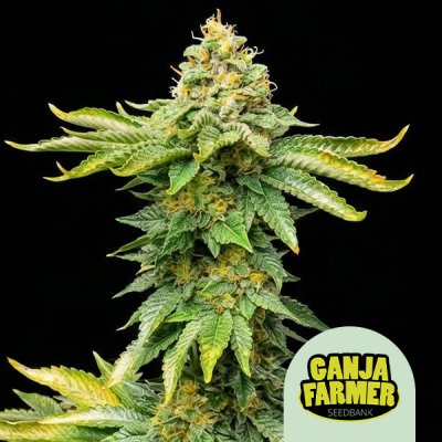 AK 47 Fast - GanjaFarmer Seeds - THCFarmer