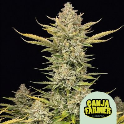 Alien OG Fast