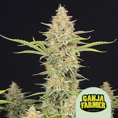 Amnesia Auto