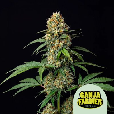 Amnesia Fast