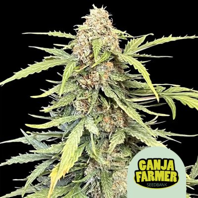 Amnesia Haze Auto