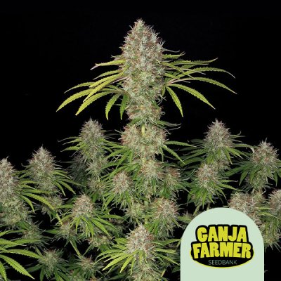 Amnesia Haze F1 Auto